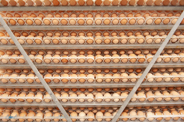 Lot of eggs on tray from breeders for selecting quality and healthy egg process in breeders incubation plant.