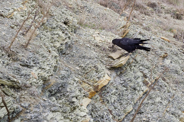 black Raven on the rock
