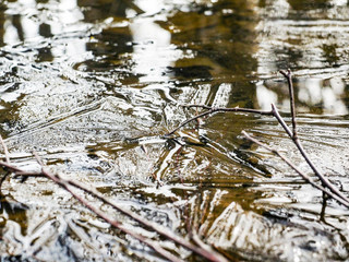 Frozen water with beautiful pattern on thin ice at winter