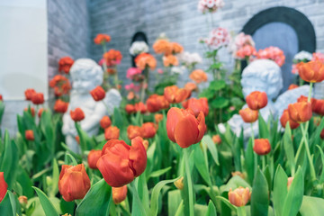 Close up.Beautiful Red tulips blooming in garden,Tulip flower with green leaf background in tulip field at spring.