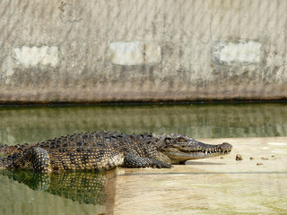 A crocodiles in a farm, Thailand