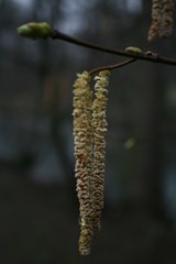 Birches
