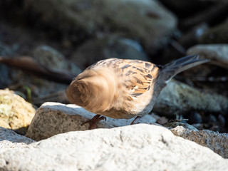 Sparrow shaking head