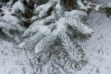 Obraz premium Closeup of branch of blue spruce covered with snow in winter