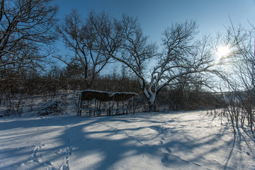 Snow-covered trees in the forest.