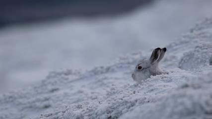 mountain hare hiding amongst the winters first snow on a cold windy day in the cairngorms NP, scotland.