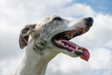 空とウィペット、犬