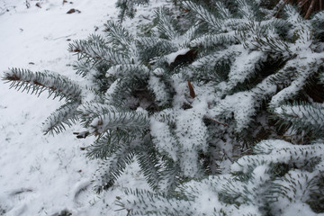 Gray green foliage of spruce covered with snow in January