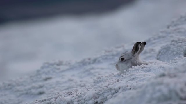 mountain hare hiding amongst the winters first snow on a cold windy day in the cairngorms NP, scotland.