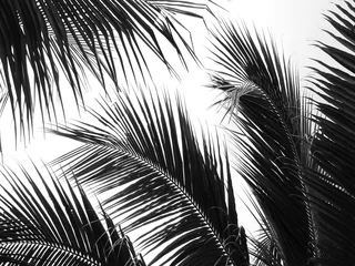Photo sur Plexiglas Palmier belle feuille de palmiers sur fond blanc