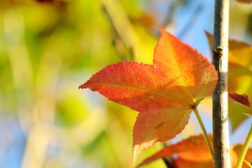 Close up orange and red maple leaf with  colorful leaves and blue sky in autumn background. Nature concept.