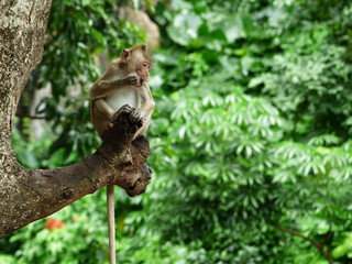 Monkey is sitting on the tree, Macaque monkey, Thailand