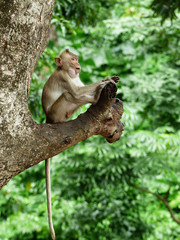 Monkey is sitting on the tree, Macaque monkey, Thailand