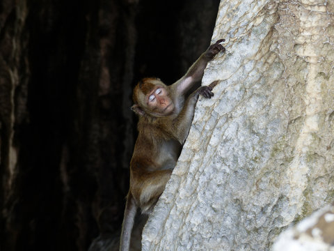Monkey in front of cave