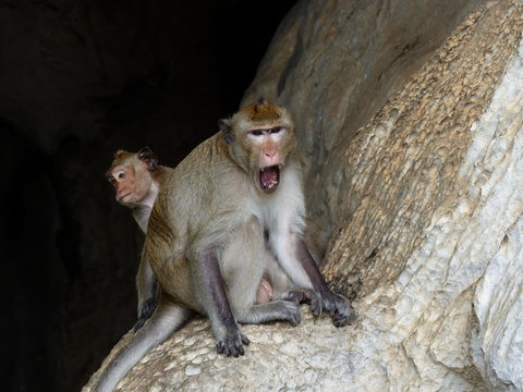 Monkey in front of cave