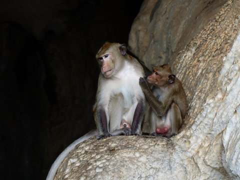 Monkey in front of cave