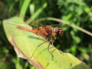 Dragonfly on green backgound