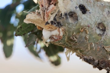 Branch of a  frankincense tree (Boswellia papyrifera) with white frankincense.