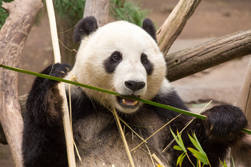 Fototapeta premium Cute panda eating bamboo 