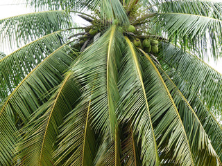 Coconut tree