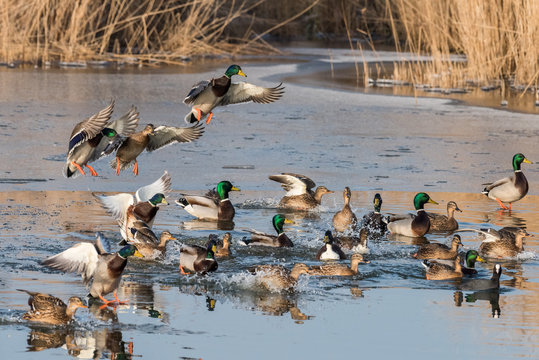 A group of ducks (common mallard) are flying and landing in a pond during a sunny day in winter. The pond is partly frozen.