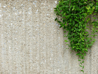 Background old wall and ivy leaves