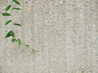 Background old wall and ivy leaves