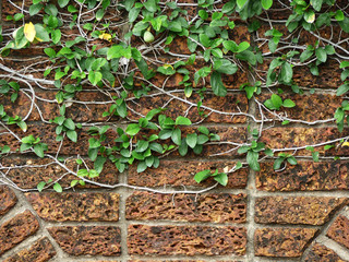 creeper climbing on dirty old brick wall background