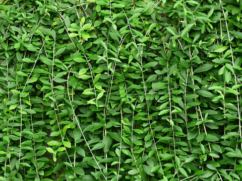 Green wall of Ivy leaves