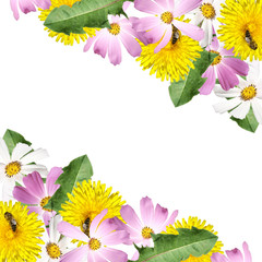 Obraz premium Piękny kwiatowy tło kosmosu i mniszka lekarskiego