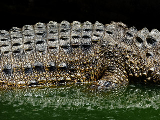 Crocodile skin texture
