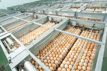 Egg Factory with Quality Control on egg production line from breeders in Hatchery Unit.