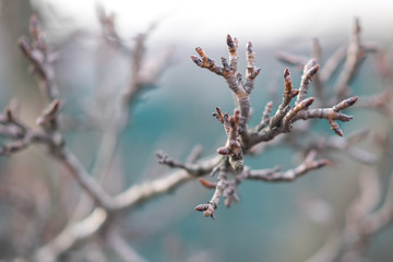 branches of a dry pear tree in a winter cloudy day.