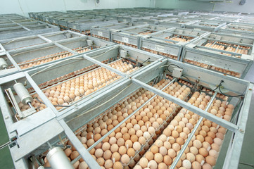 Egg Factory with Quality Control on egg production line from breeders in Hatchery Unit.