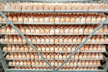 Egg Factory with Quality Control on egg production line from breeders in Hatchery Unit.