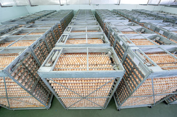 Egg Factory with Quality Control on egg production line from breeders in Hatchery Unit.