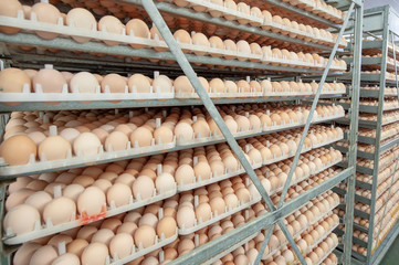 Egg Factory with Quality Control on egg production line from breeders in Hatchery Unit.