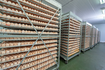 Egg Factory with Quality Control on egg production line from breeders in Hatchery Unit.