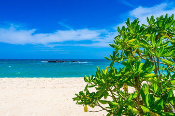 Fototapeta na wymiar Tropical beach on a Sri Lanka's coast, coconut palms, white sand and the azure ocean. Beautiful tropical landscape