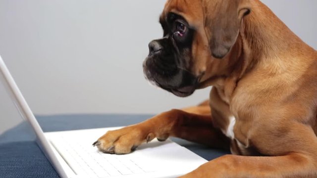 Cute boxer pupy working on laptop.