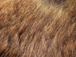 Fur of a bear