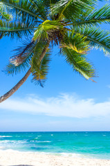 Tropical beach background with palm trees