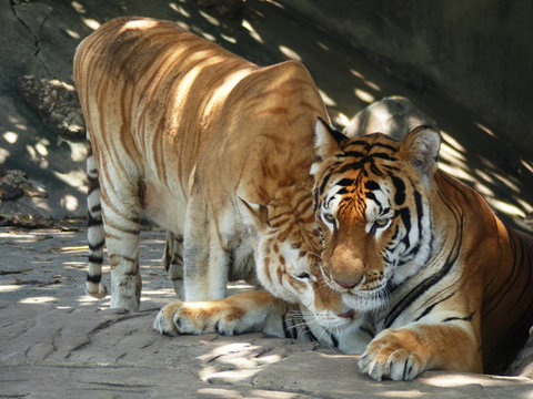 tiger in zoo