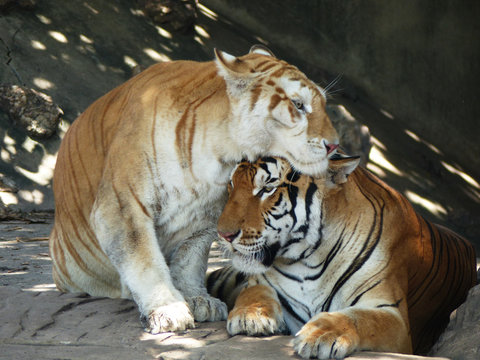 tiger in zoo