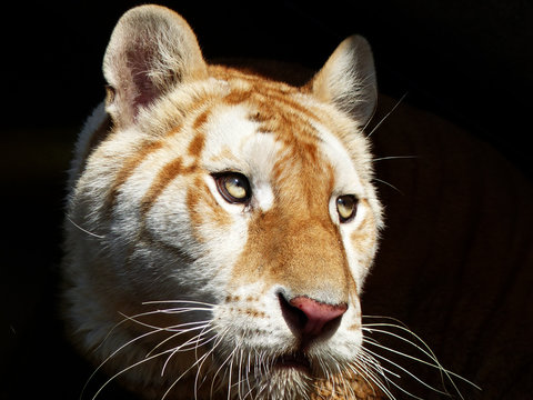 Close up Tiger face