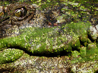 closeup of the mouth and teeth of a crocodile