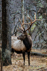 Bull elk - Photograph taken in Elk State Forest, Elk County. Benezette, Pennsylvania