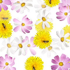 Beautiful floral background of the kosmeya and dandelion