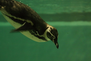 Naklejka premium penguin swimming in the pool