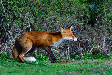 Rotfuchs bei der Jagd